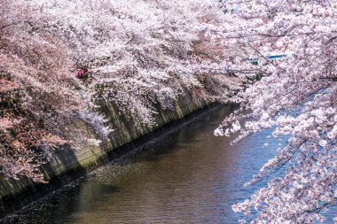 Meguro Canel