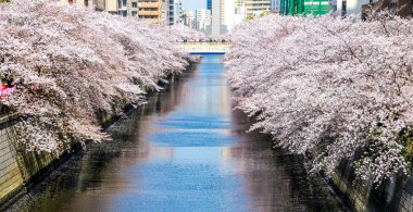 Meguro Canel
