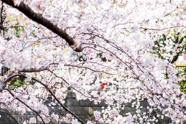 Meguro Canel — Stockfoto