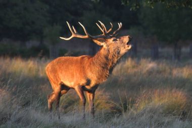 Bellowing male stag with antlers at sundown during rutting season. Male deer calling for mating female. clipart