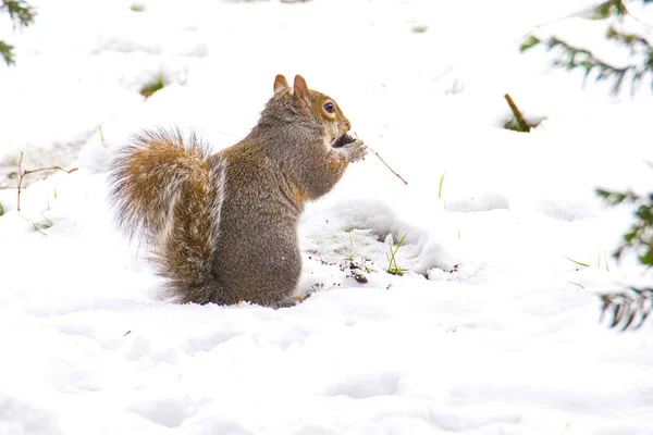 Ardilla Arborícola Comiendo Una Nuez Nieve Durante Frío Invierno Parkland — Foto de Stock