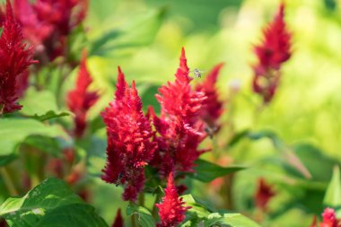 Bahçe ve uçan arılar kırmızı çiçekler