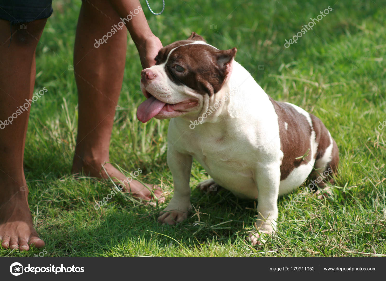 American Bully size pocket : Dog is male white and brown color ...