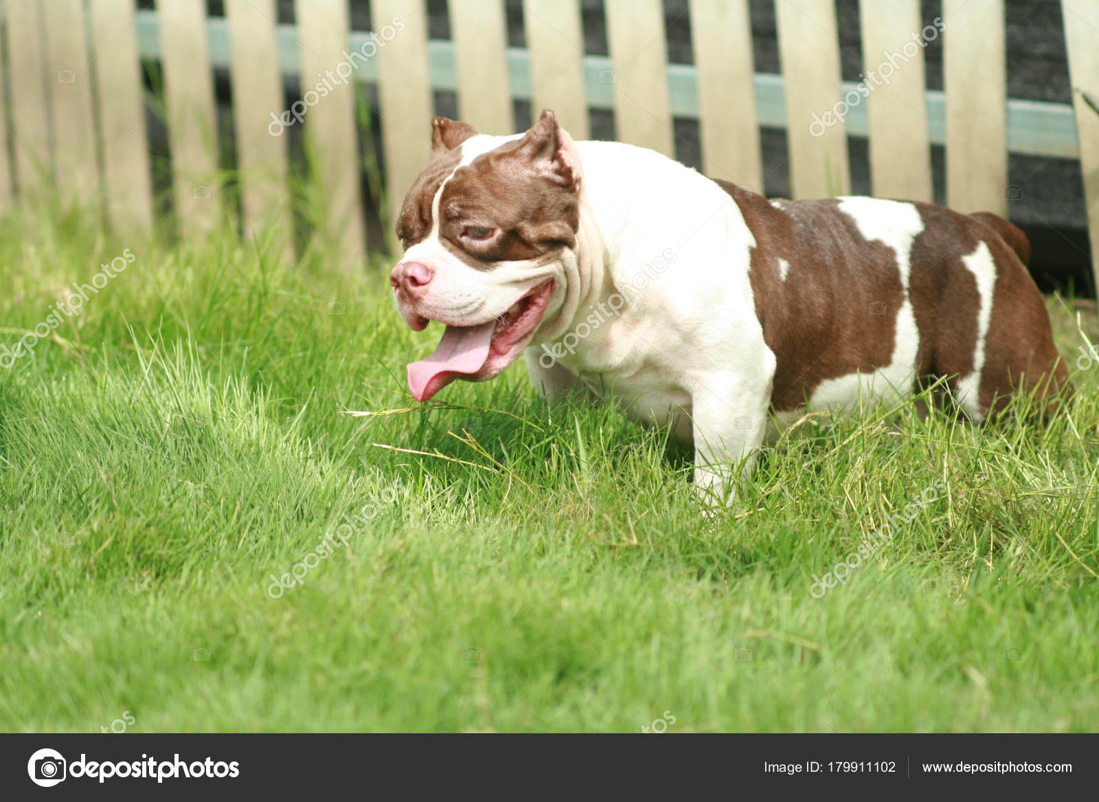 American Bully size pocket : Dog is male white and brown color ...