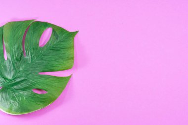 Greentropical palm, pembe arka plan bırakır. Düz yatıyordu kavramı
