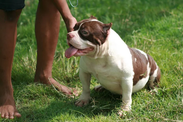 Tasca bullo americano: il cane è di colore bianco e marrone maschile — Foto Stock