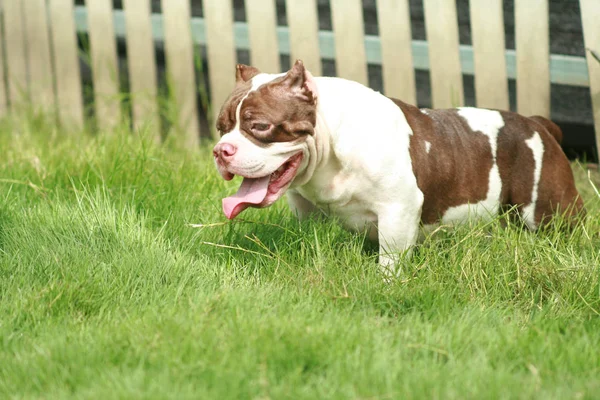 Amerikan zorba boyutu cep: köpek erkek beyaz ve kahverengi renk olduğunu