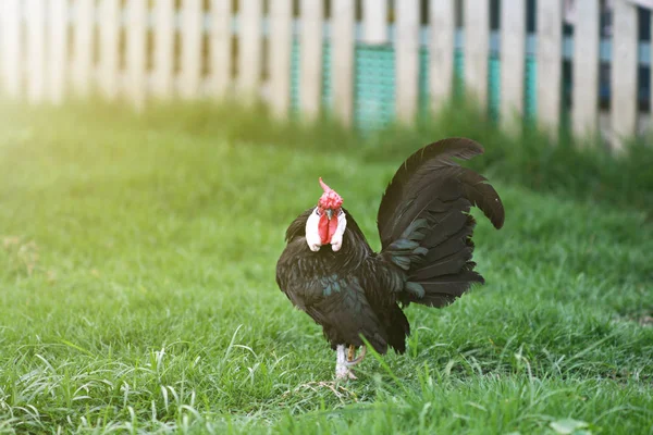 Polli a pettine rosa nera. Un gregge di polli vaga — Foto Stock