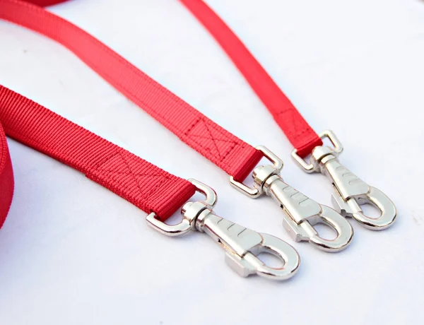 Pet supplies about leash for dog or cat on isolated white