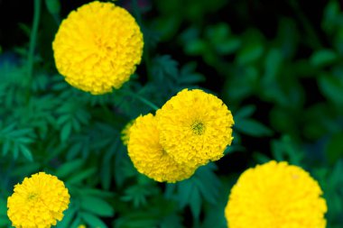 Kadife çiçekleri bahçede çok güzel.