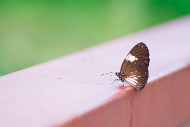 Ormanda günbatımı çok güzel doğa ile kelebek.