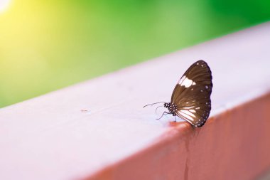 Ormanda günbatımı çok güzel doğa ile kelebek.