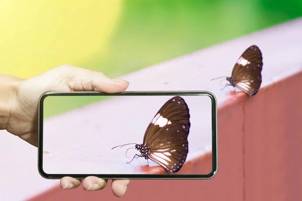 Mains avec smartphone pour prendre une photo de papillon — Photo