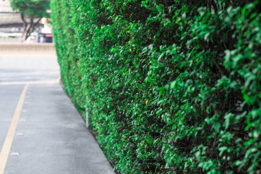 Ağaçlar bir çit düzenlenir.