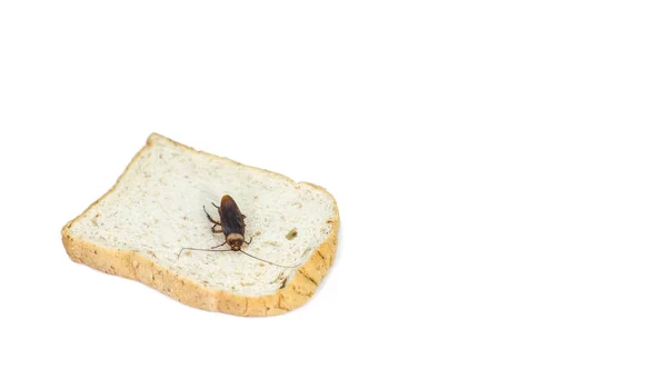 Barata estão comendo pão em branco isolado . — Fotografia de Stock