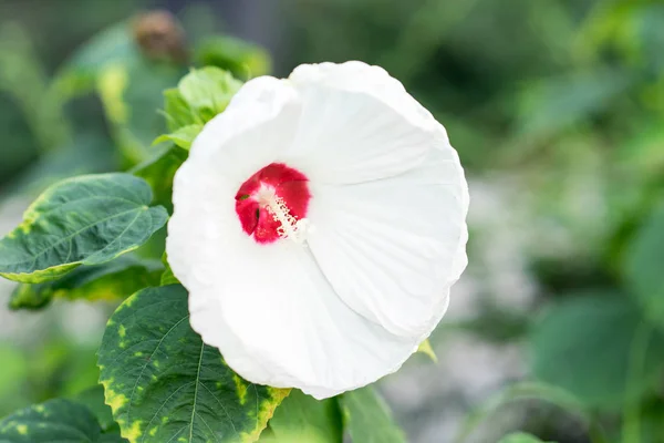 Flor branca de hibisco na natureza ou flor de Chaba — Fotografia de Stock