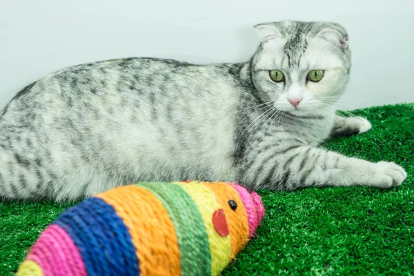 Cute cat playing with Mouse colorful toy for cats pets/Cat toys