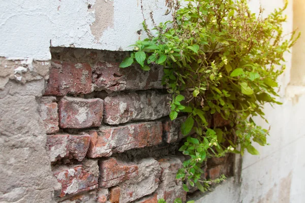 木とレンガの壁は 庭を飾る インテリア コンセプト — ストック写真