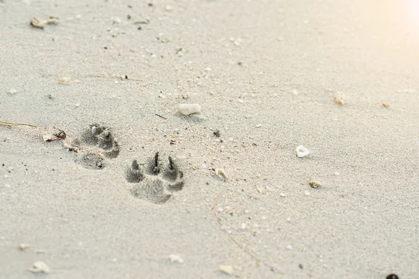 The dog footprint on the beach