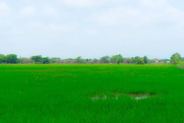 Ryżowe pole jest zielony z drzewa i niebo — Zdjęcie stockowe