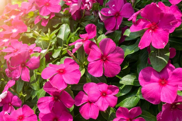 Green leaf with Watercress flowers of pink and white at garden. — Stock Photo, Image