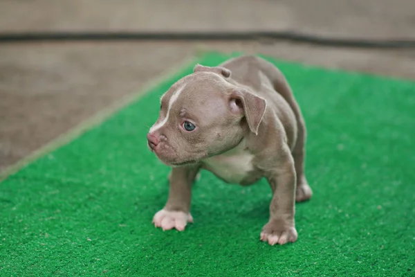 Desfocado Brown e branco American Bully filhote de cachorro 1 mês de pé em — Fotografia de Stock