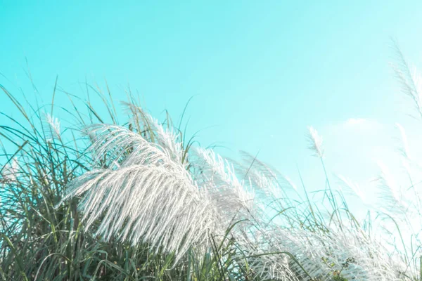 Flores de grama com nascer do sol e céu azul — Fotografia de Stock