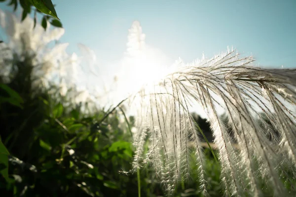 Flores de grama com nascer do sol e céu azul — Fotografia de Stock