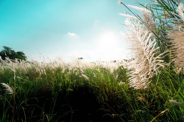 Flores de grama com nascer do sol e céu azul — Fotografia de Stock