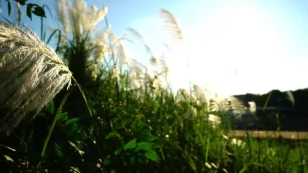 Fleurs Herbe Avec Lever Soleil Ciel Bleu — Video