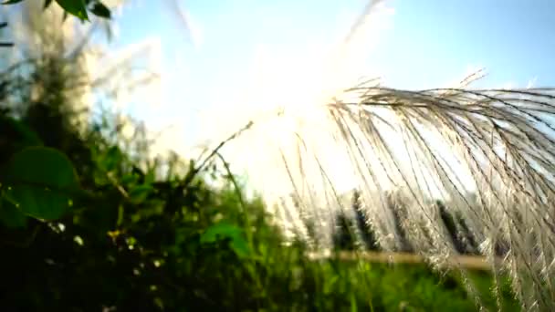 風景日の出と青空の草の花 — ストック動画