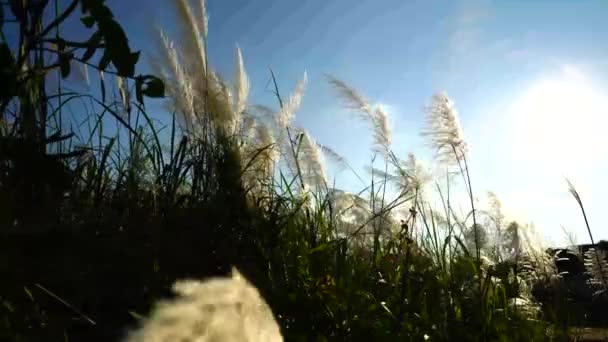 Krajina Travní Květiny Východem Slunce Modrou Oblohou — Stock video