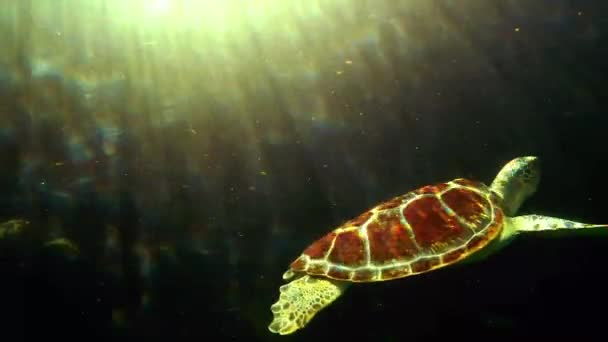 Tortuga Peces Nadando Acuario Concepto Fauna Animal — Vídeo de stock