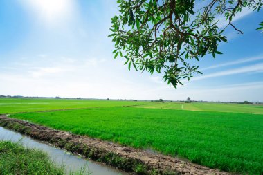 Mavi gökyüzü ile pirinç tarlaları. Güzel doğa