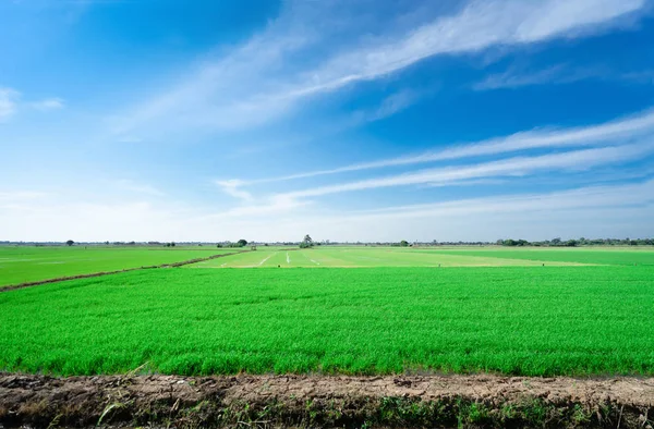 Pól ryżowych w błękitne niebo. Piękna przyrody — Zdjęcie stockowe