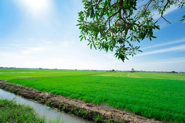 Campos de arroz com céu azul. O belo da natureza — Fotografia de Stock