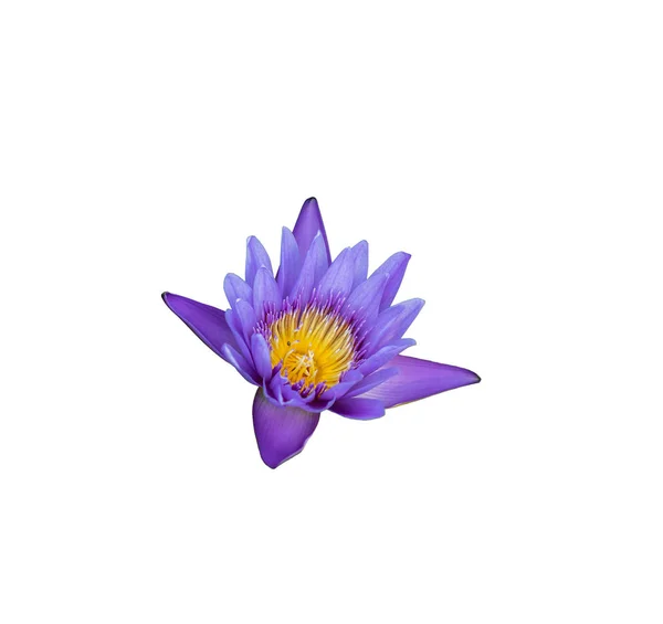 Paarse Lotus op geïsoleerde witte achtergrond — Stockfoto