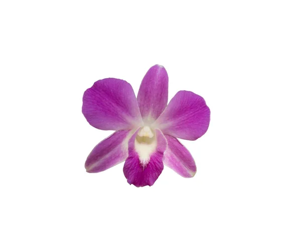 Orchideen auf isoliertem weißem Hintergrund — Stockfoto