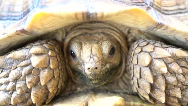 Cabeça Rosto Tartaruga Sulcata Zoológico — Vídeo de Stock