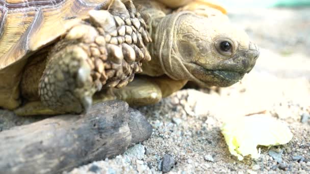 Hayvanat Bahçesindeki Sulcata Kaplumbağasının Başı Yüzü — Stok video