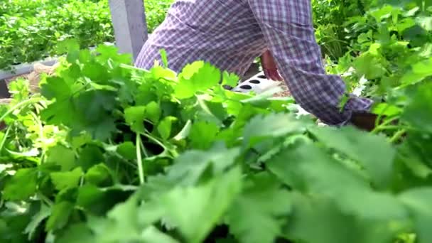 Trabajador Apio Orgánico Huerto — Vídeos de Stock