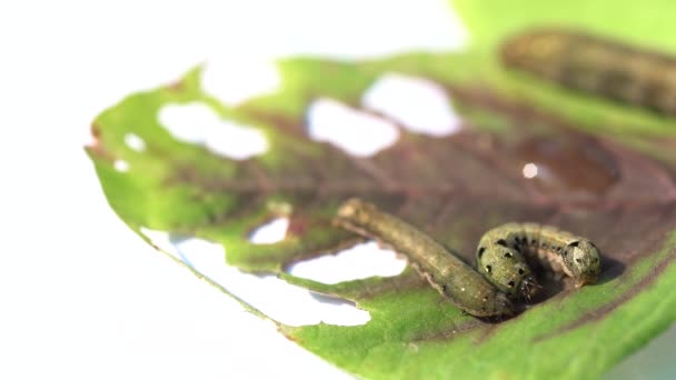 白地にキャタピラーが葉を食べる — ストック動画