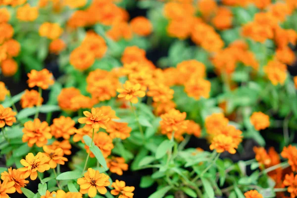 Flores Laranja Florescendo Jardim — Fotografia de Stock