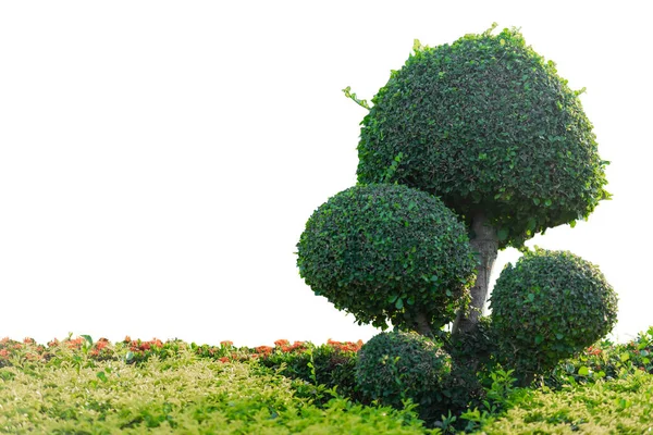 Bonsaibäume Auf Isoliertem Weißem Hintergrund — Stockfoto