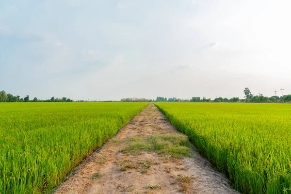 Campo Arroz Agricultura Biológica Natureza — Fotografia de Stock