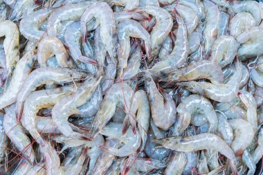 Pazarda buzlu taze karides.