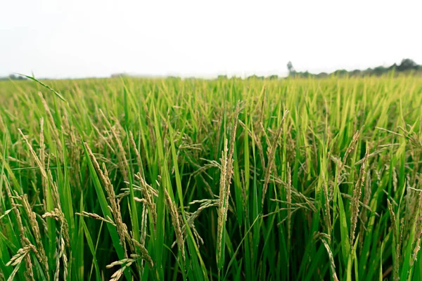 Campo Arroz Ecológico Para Concepto Alimentario — Foto de Stock