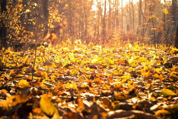 Outono fundo caído — Fotografia de Stock