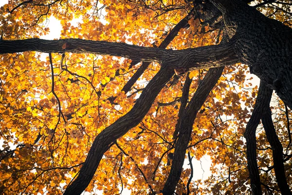 Дуб осенью — стоковое фото