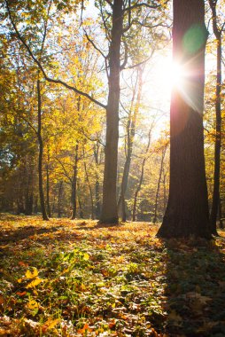 güneşli bir sonbahar park